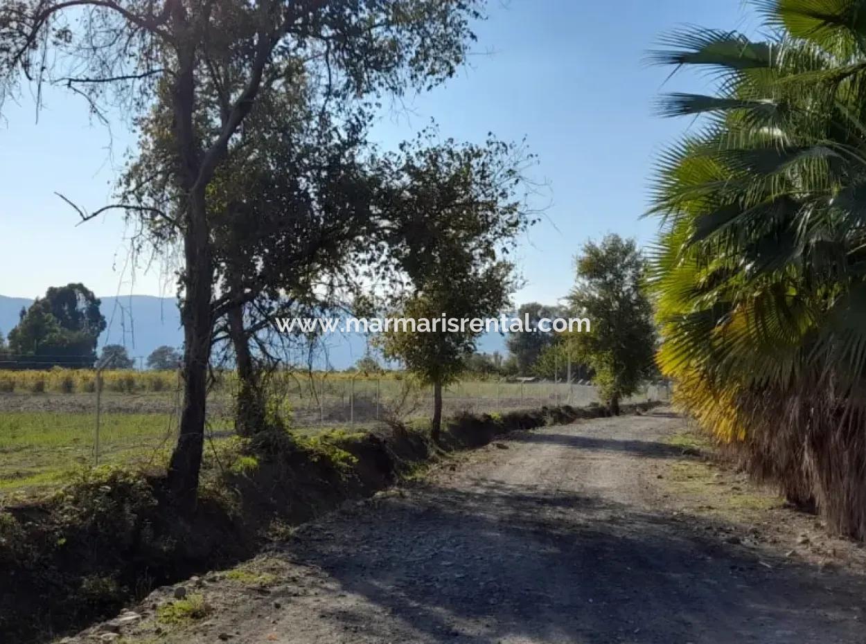 32000M2 Acker-Avocados, Gewächshausbau, Landwirtschaftliche Betriebe, Geeignet Für Viehland In Köyce-Inz Dösü-Belen