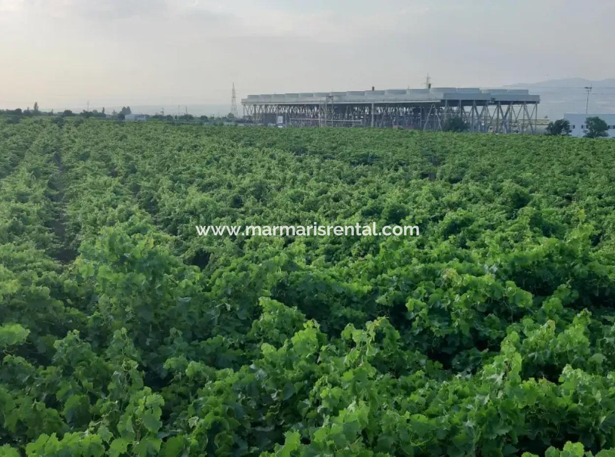 Manisa Präfektur Alasehir Bezirk 19000M2 Traubenfrierungsbetrieb Zum Dringenden Verkauf