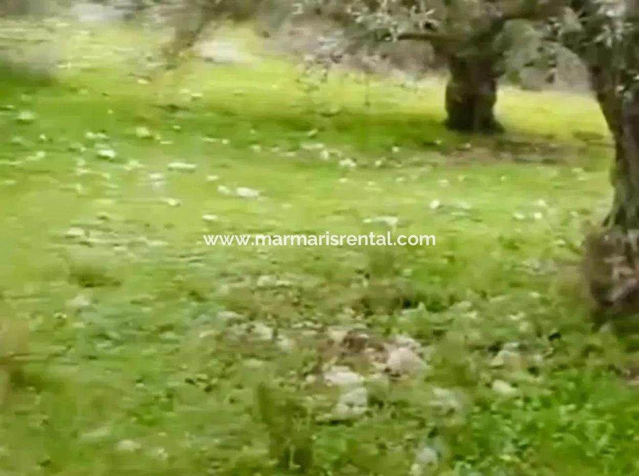 Feld Zum Verkauf Mit 180 Olivenbäumen Auf 7200M2 Im Stadtteil Yerkesik Des Bezirks Menteşe Der Provinz Muğla