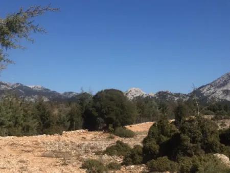 Der 200000M2 Mandelgarten Steht Im Zentrum Von Mugla Zum Verkauf.