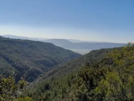 Der 200000M2 Mandelgarten Steht Im Zentrum Von Mugla Zum Verkauf.