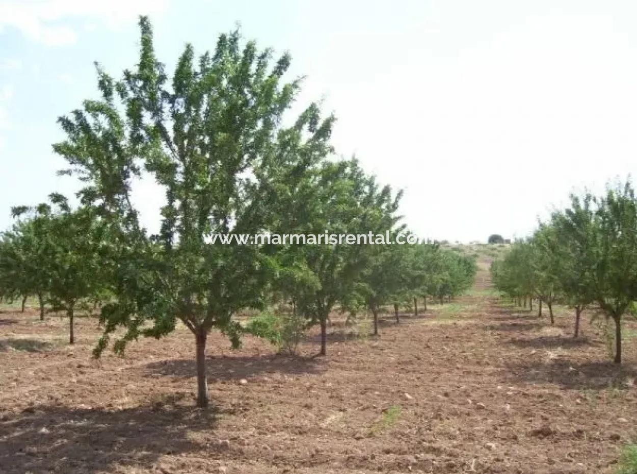 Garden For Sale In Mugla Region 880000M2 Walnut