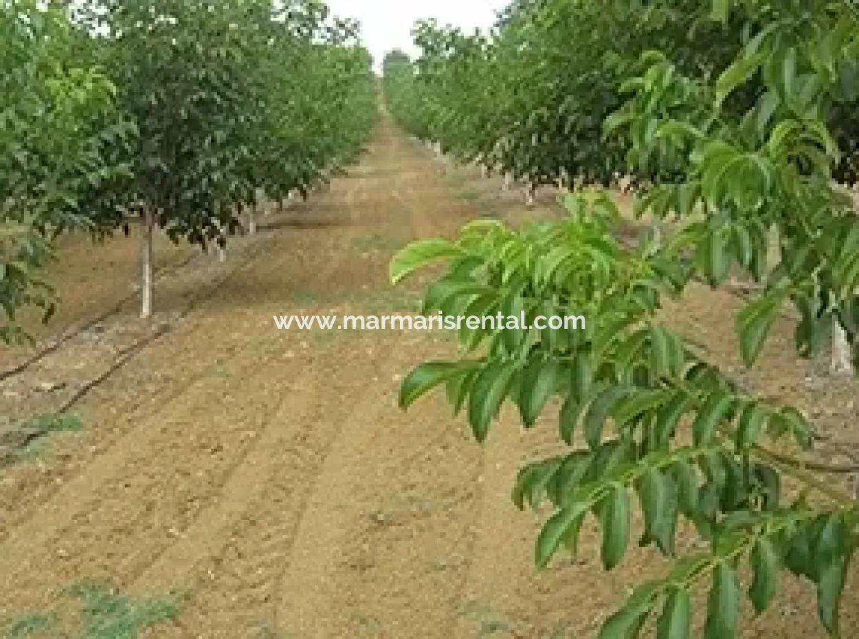 Garden For Sale In Mugla Region 880000M2 Walnut