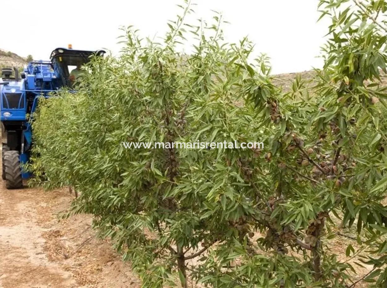 Garden For Sale In Mugla Region 880000M2 Walnut