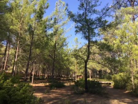 Land For Sale Suitable For Bungalow Hotel In 7500M2 Plot In Bördübet Bay