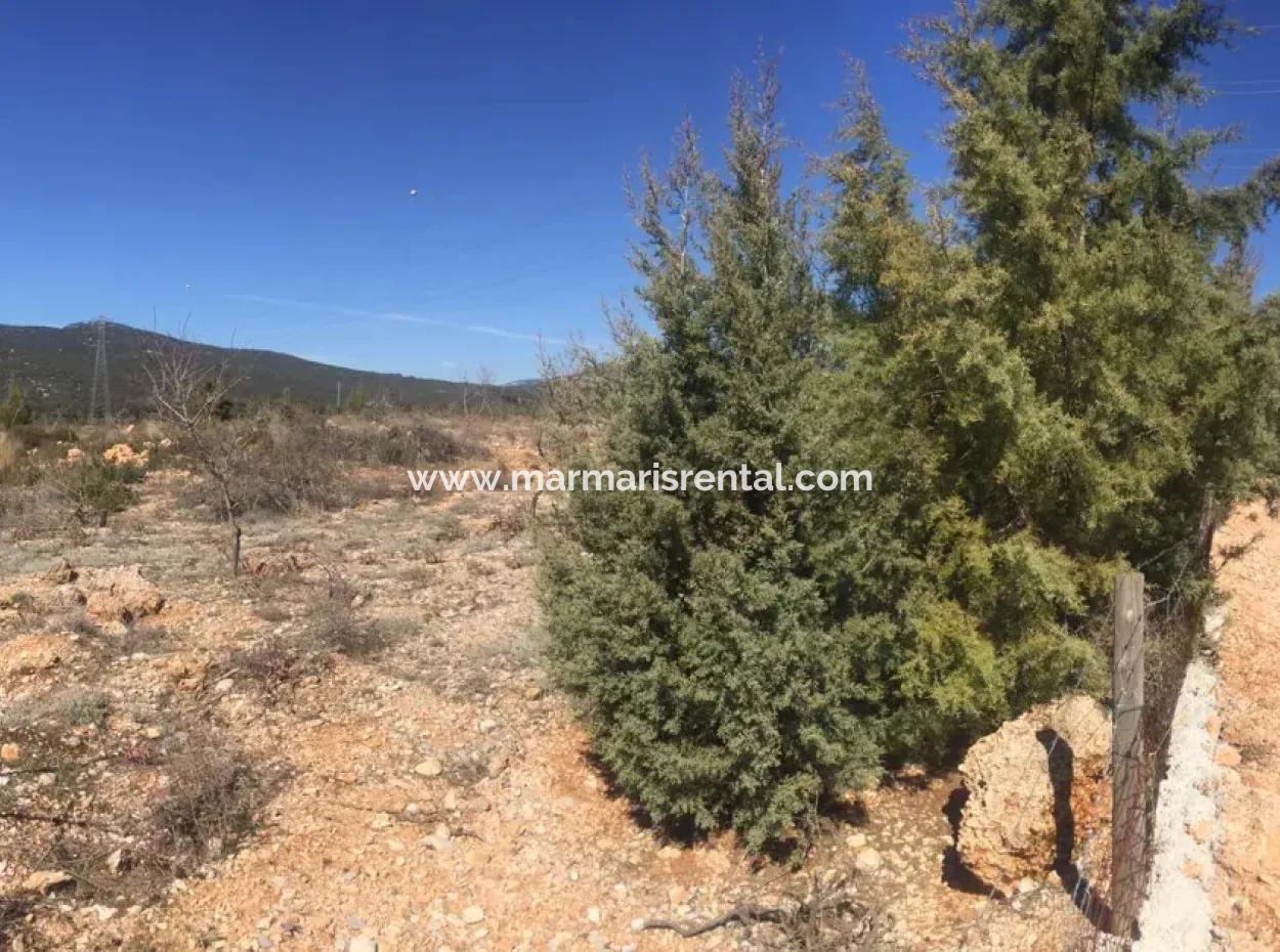 Muğla Merkezinde 200000M2 Badem Bahçesi Satılıktır.